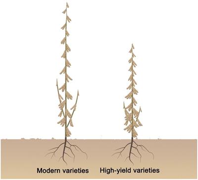 Molecular and genetic basis of plant architecture in soybean